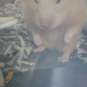 さすがの画像