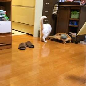 にゃん暦 フットサル？にゃん後半戦の画像