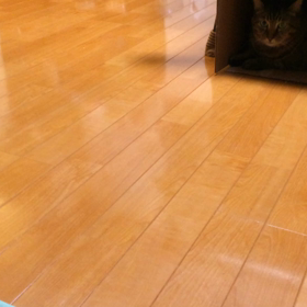 にゃん暦 フットサル？にゃん？前半戦の画像
