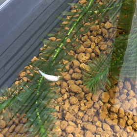 蜘蛛 捕食の画像