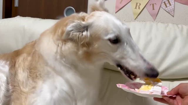 ころん8歳のお誕生日♡の記事動画