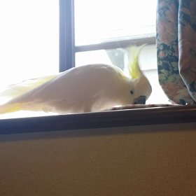 出窓がお気に入り♪の画像