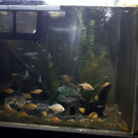 水槽お魚動画の画像