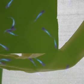 これが見たかった〜の画像
