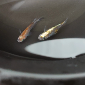 お気に入りオーロラ黄ラメ体外光種親の画像