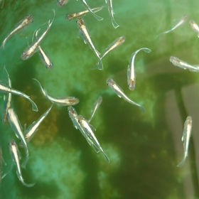 魚群の画像