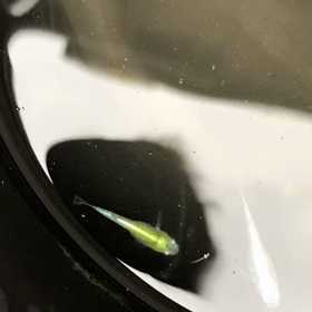 面白いの発見！の画像