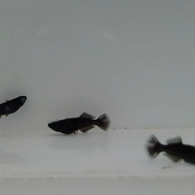 岐阜から第一弾の画像