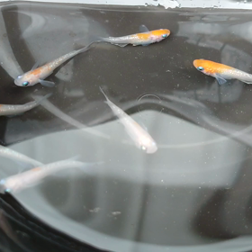 癒やしのメダカの画像
