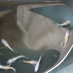 坂出夜桜三色F1の画像