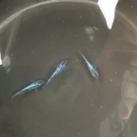 メダカ好きの画像