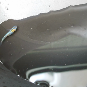 綺麗なメダカ発見！の画像