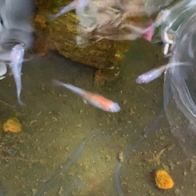 メダカの水遊び(๑•̀ㅁ•́๑)の画像