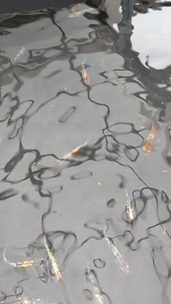 ギラギラ♡の記事動画