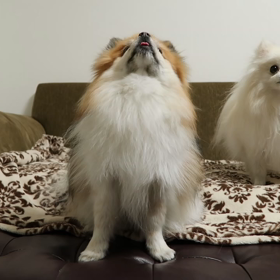 くるん (@_@)！！の画像