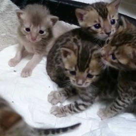 ベンガル赤ちゃん動画の画像