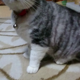 すっかり、元気にの画像