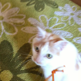 ねこさんの特技の画像
