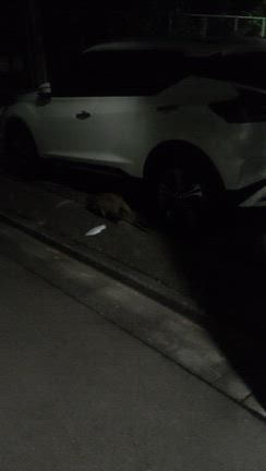 ■6月13日ノコギリンの記事動画