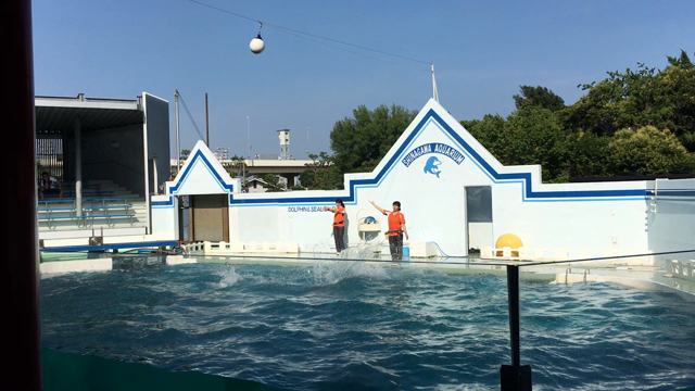 初めての水族館✩⋆イルカショーに夢中！の記事動画
