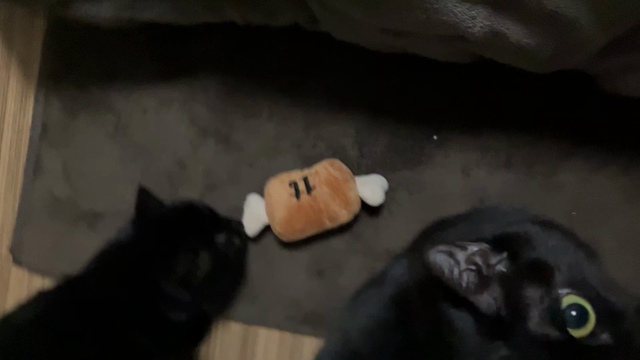 ワンマンの記事動画