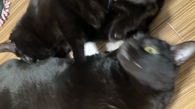 猫の記事動画