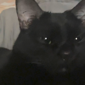 シピの画像