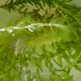 メダカの赤ちゃん。の画像