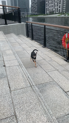 お利口さんの記事動画