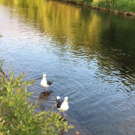 昨日の鳴き声の記事動画