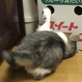 あまりにも可愛いうちのはなちゃんの画像