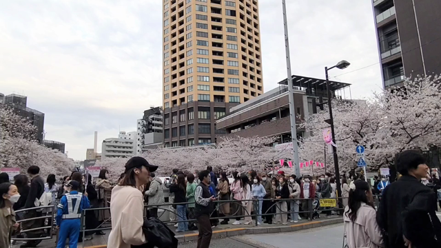 目黒川の桜の記事動画