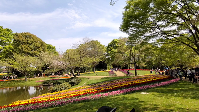 昭和記念公園の記事動画