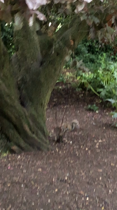 イギリス、また行く日までの記事動画