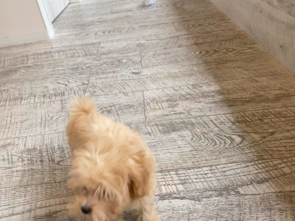 ぷにちゃん✨の記事動画