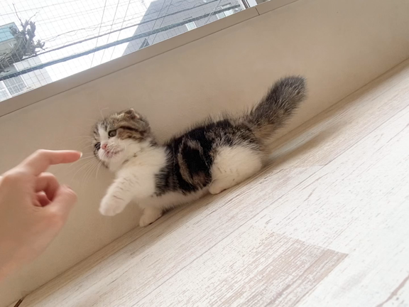 黒豆ちゃん✨の記事動画