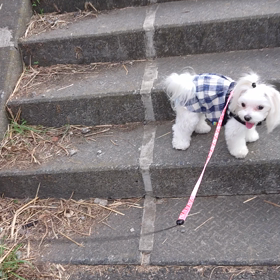 階段を駆け上がるの巻の画像