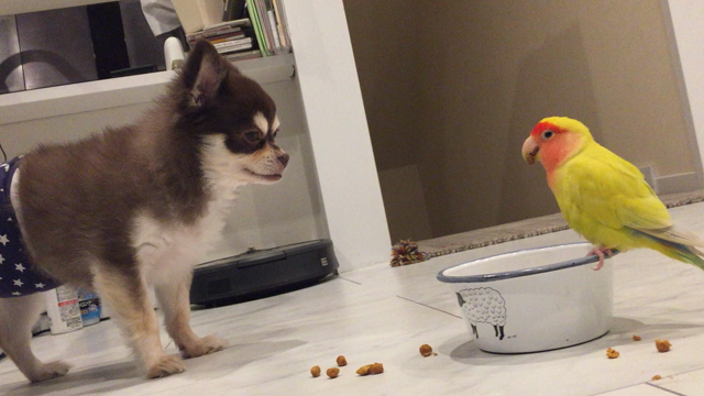 泣かす鳥と泣かされる犬の記事動画