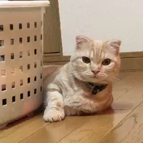 爪とぎ(ฅ✧ω✧ฅ)ﾆｬ✧の画像
