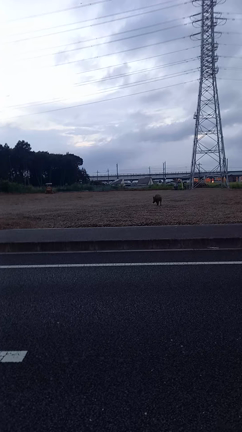 栃木県小山市のいのししの記事動画