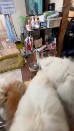 ちぃくんに会った福助くんの巻き。の記事動画