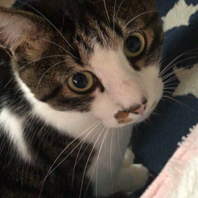 猫のカイ君4才誕生日の画像