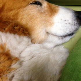 なしの画像