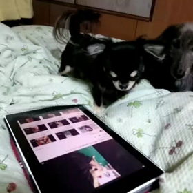Nuriにチワワの銀さん見せてみた。の画像