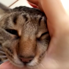 動画  de  カミカミの画像