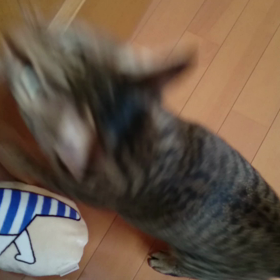 動くきいの画像