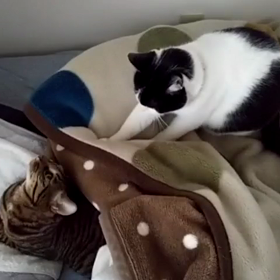 動画 de 今朝のふみふみの画像