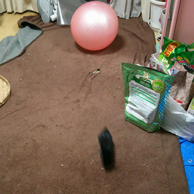 上手に走れるようになったよの画像