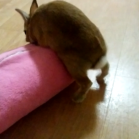 ピンクの君が好きの画像