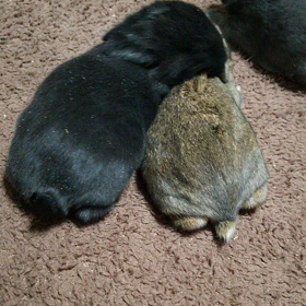 毛繕いの画像